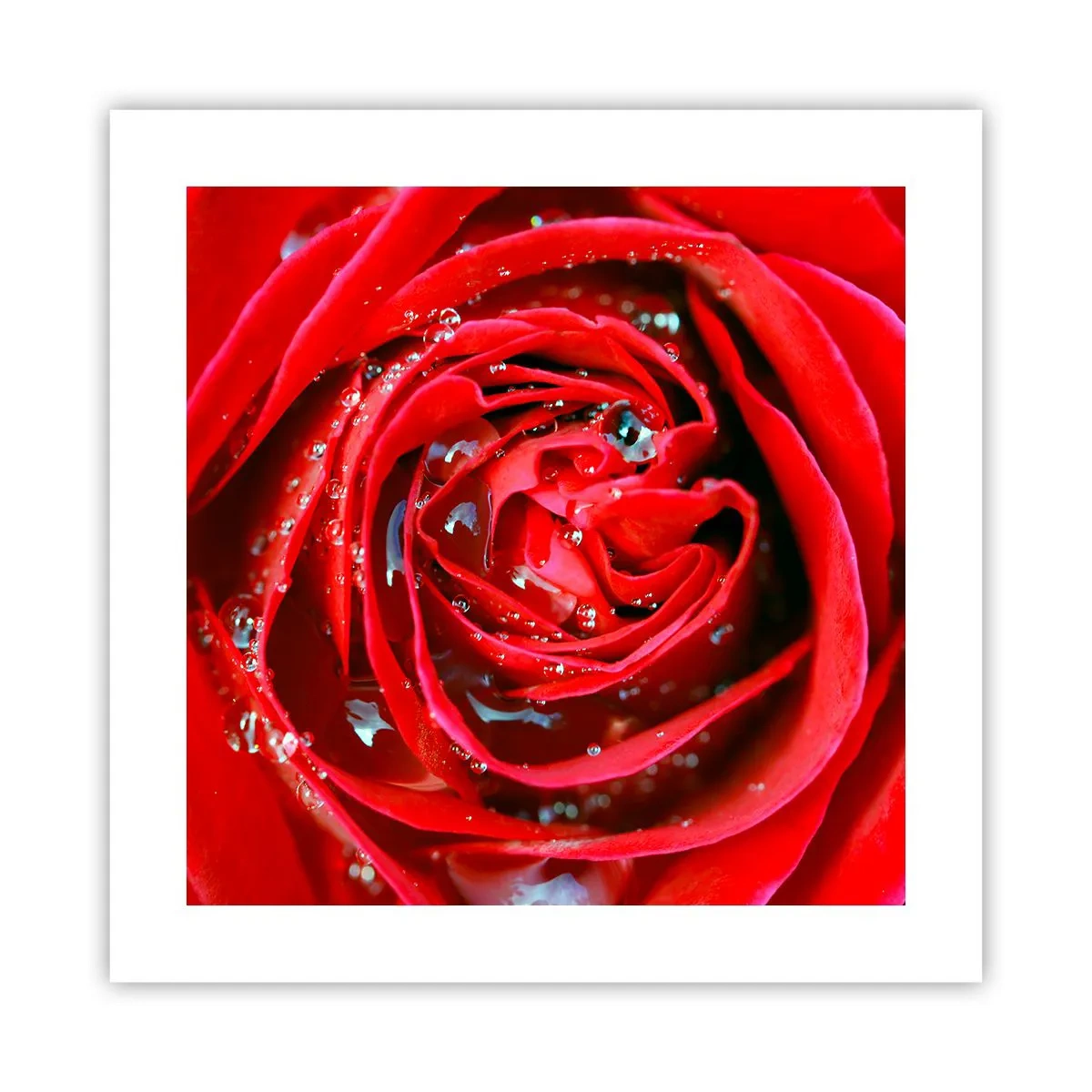 Plakat - I dråber af dug - 40x40 cm