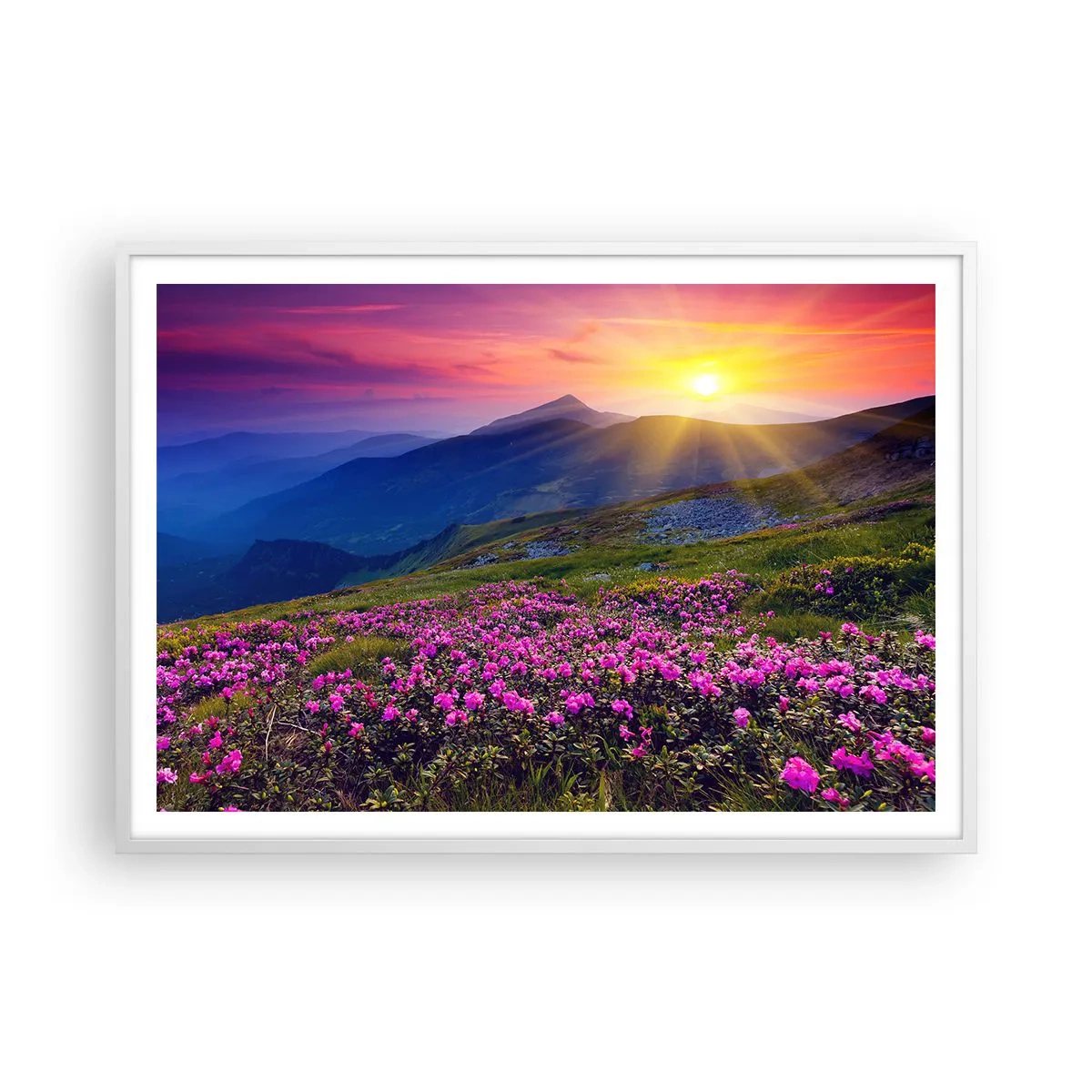 Plakat i hvid ramme - ... Og rundt omkring dufter det af fyrretræer og krydderurter - 100x70 cm