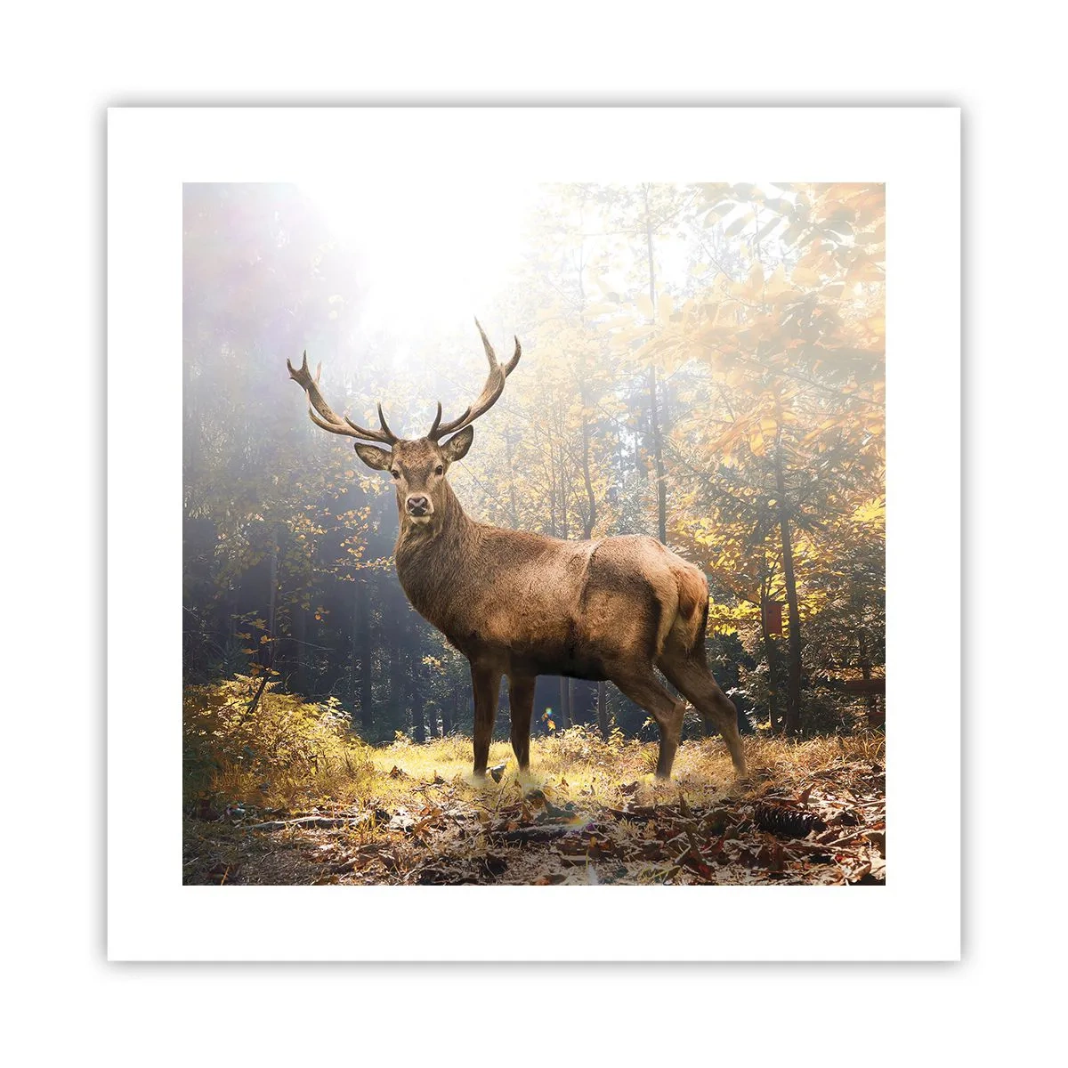 Plakat - I fuld majestæt - 40x40 cm