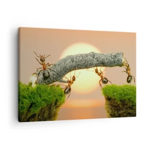 Lærredstryk - Billede på lærred - Myrer bygger en bro af grene mod baggrunden af den nedgående sol. - 70x50cm - Glædeligt, fælles arbejde - Moderne vægdekoration til stue og soveværelse ARTTOR