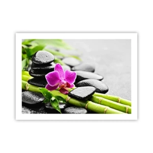 Plakat - I en fredelig balance - 70x50 cm