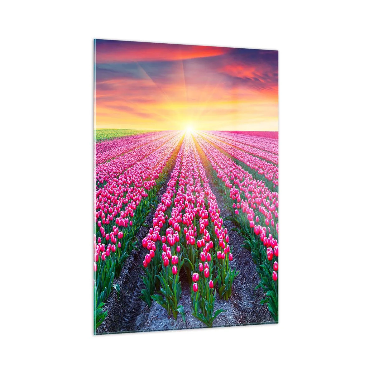 Billede på glas - Skønhedsfarm - 50x70 cm