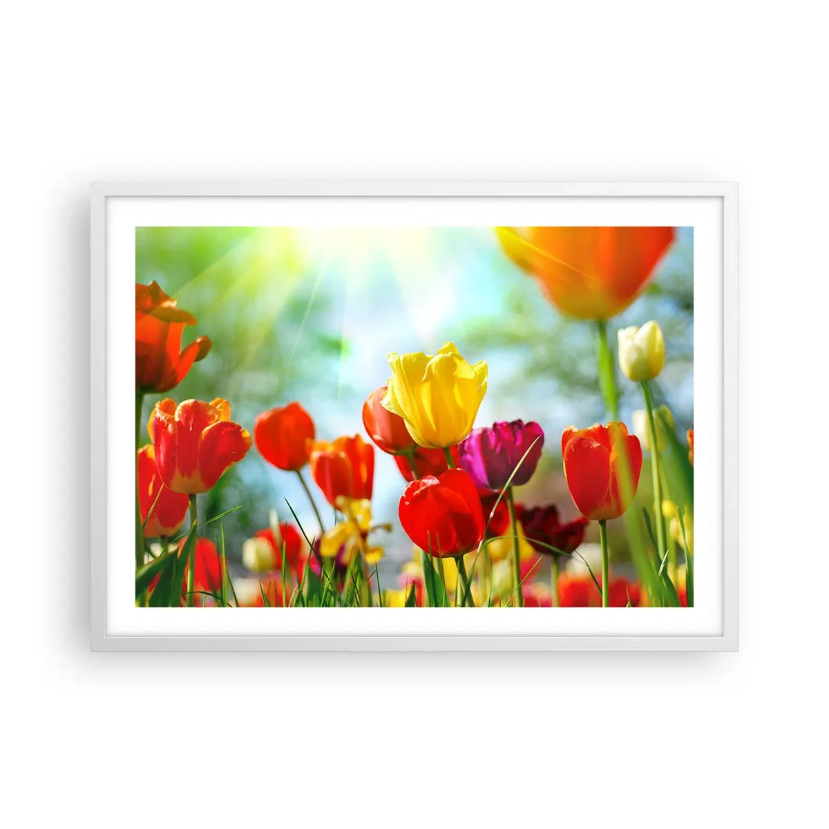 Plakat i hvid ramme - Alle solens farver - 70x50 cm
