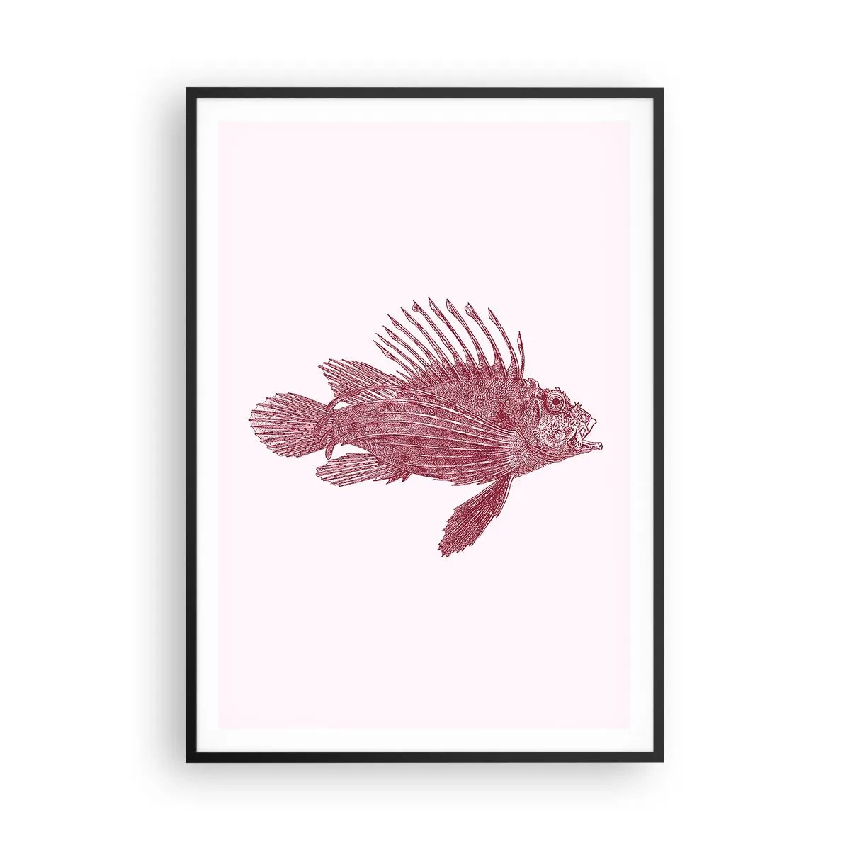 Plakat i sort ramme - En beboer i eksotiske farvande - 70x100 cm