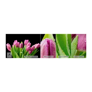 Prøve Fototapet Premium Canvas - Forårets lilla glæde - Blomster, Tulipaner, Buket blomster - 100x30 cm