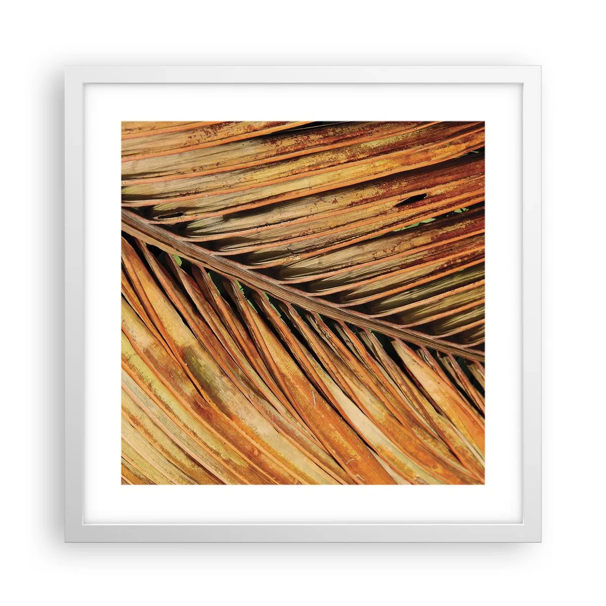 Plakat i hvid ramme - Kokosnød guld - 40x40 cm