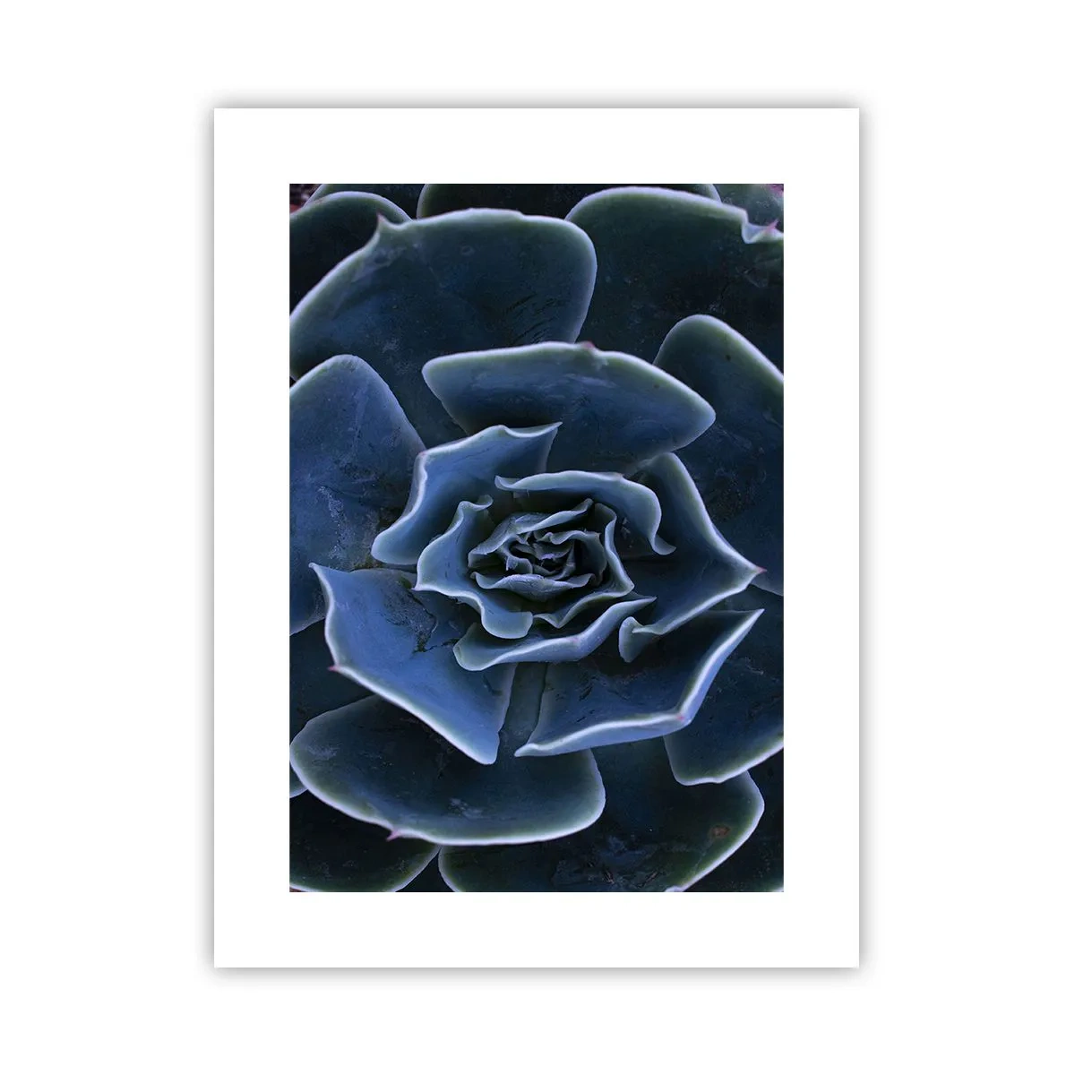 Plakat - Ørkenblomst - 30x40 cm