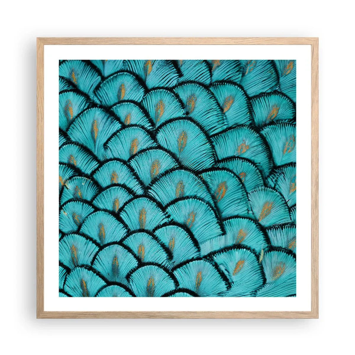 Plakat i ramme af lyst egetræ - Den store fjer-galla - 60x60 cm