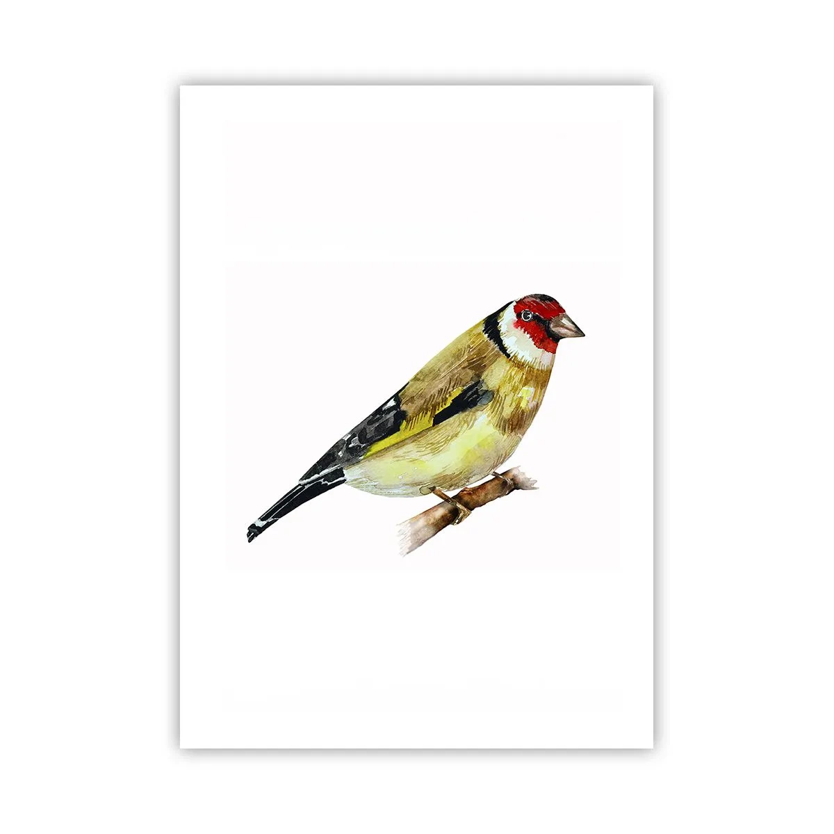 Plakat - Portræt af en fugl - 50x70 cm