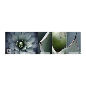 Prøve Fototapet Premium Sand - Lokkemad og advarsler - Agave blomst, Agave, Eksotisme - 100x30 cm