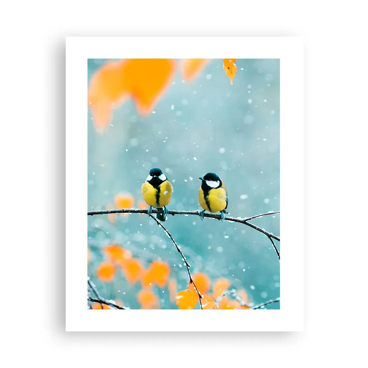 Plakat - Sladder om fugle - 40x50 cm