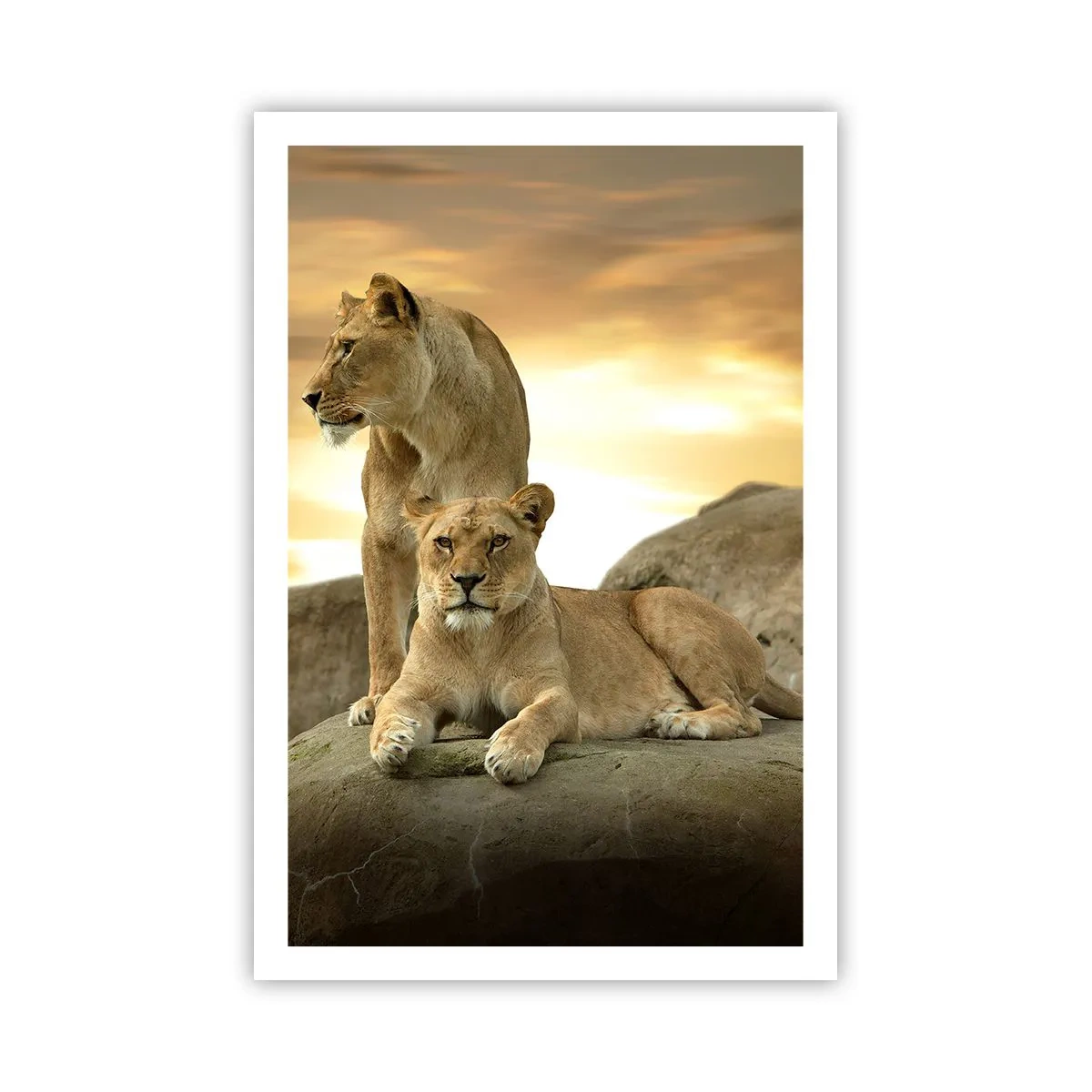 Plakat - Kongelig majestæt - 61x91 cm