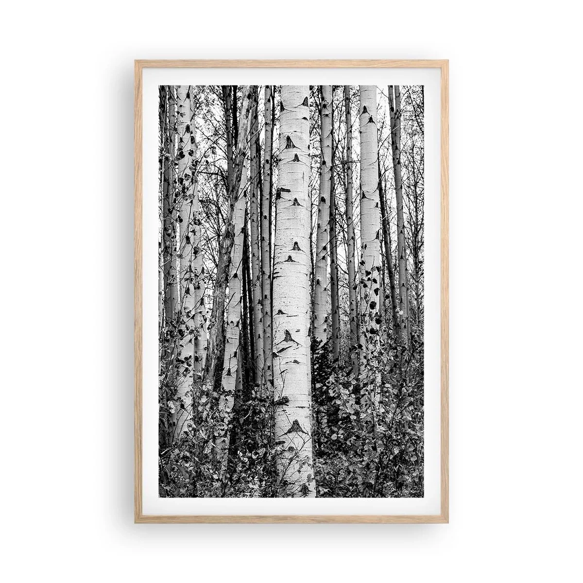Plakat i ramme af lyst egetræ - Kolonnade af birk - 61x91 cm