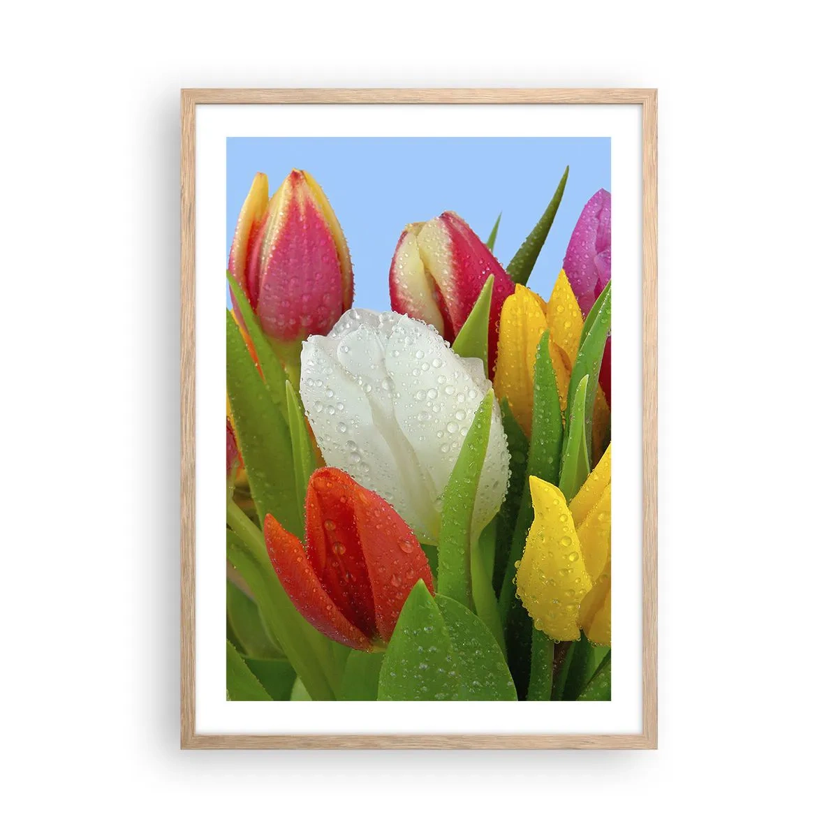 Plakat i ramme af lyst egetræ - En blomstret regnbue i dugdråber - 50x70 cm