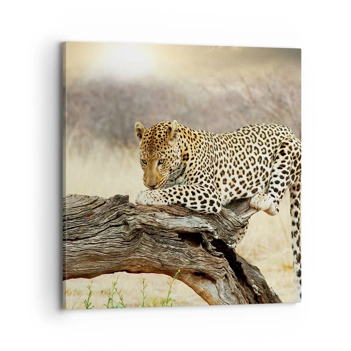 Lærredstryk - Billede på lærred - Jeg går min egen vej - 70x70 cm