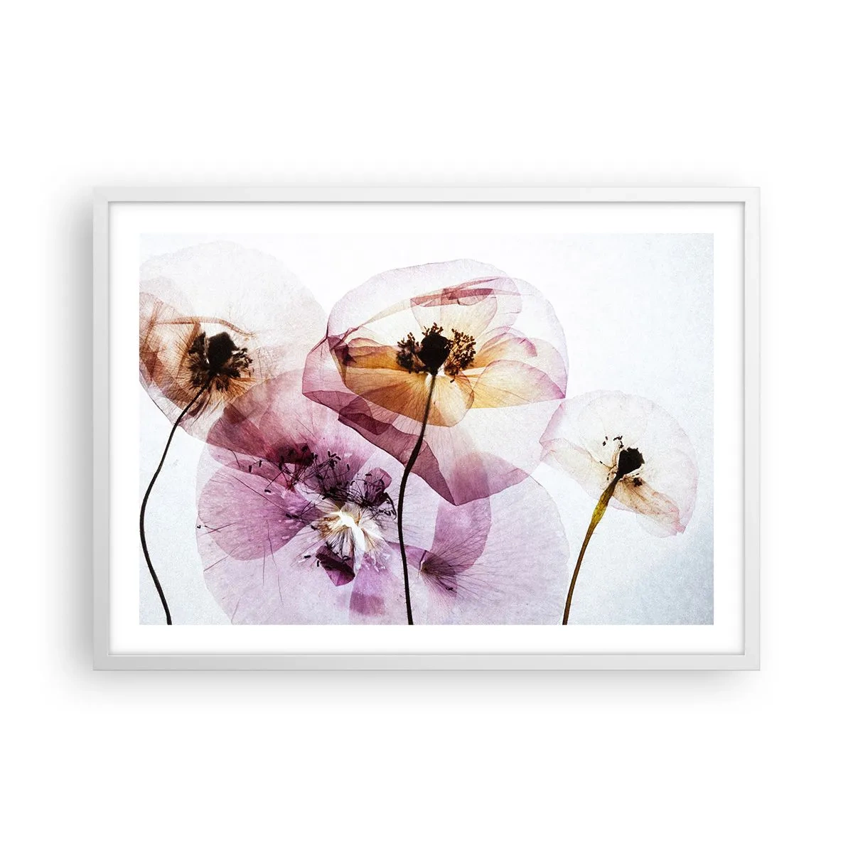 Plakat i hvid ramme - Blomsterlegeme dias - 70x50 cm