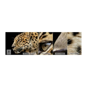 Prøve Fototapet Premium Sand - Rolig, fokuseret, klar - Dyr, leopard, Afrika - 100x30 cm