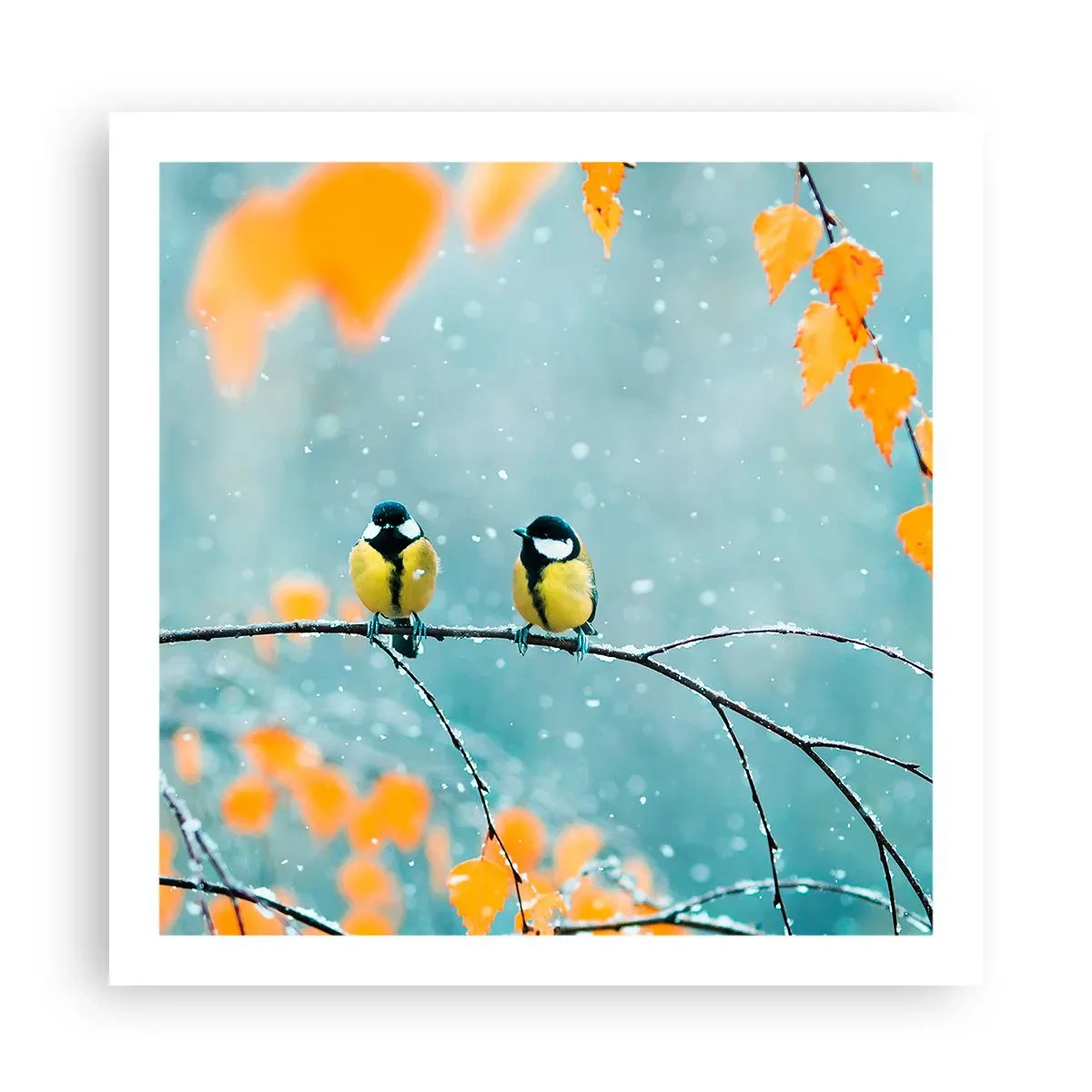 Plakat - Sladder om fugle - 60x60 cm