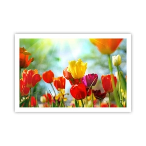 Plakat - Alle solens farver - 91x61 cm