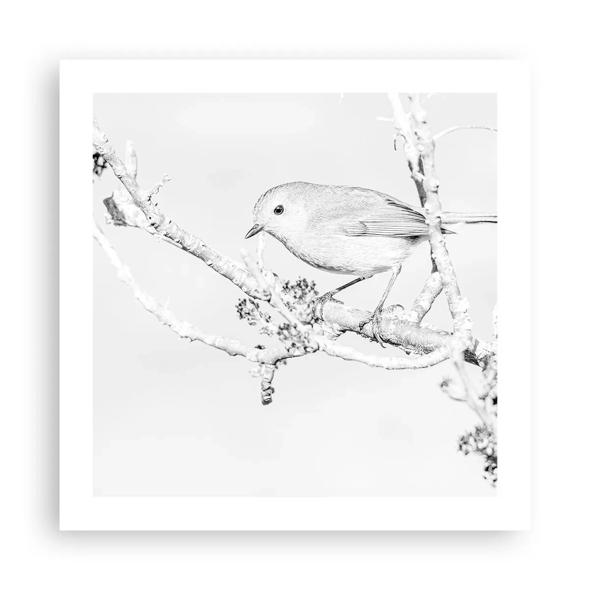 Plakat - Vintermorgen - 50x50 cm