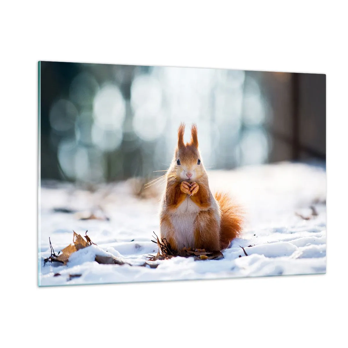 Billede på glas - Og hvad kigger du på? - 120x80 cm