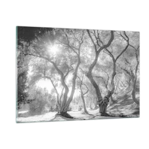 Billede på glas - I en olivenlund - 120x80 cm