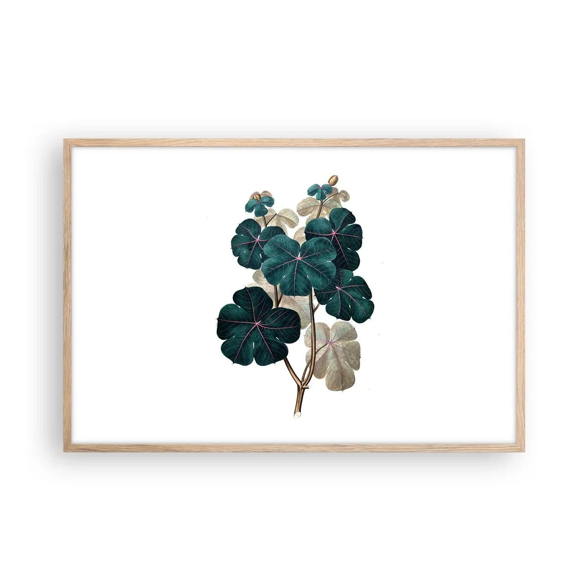 Plakat i ramme af lyst egetræ - Fra et gammelt herbarium - 91x61 cm