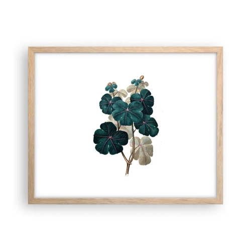 Plakat i ramme af lyst egetræ - Fra et gammelt herbarium - 50x40 cm