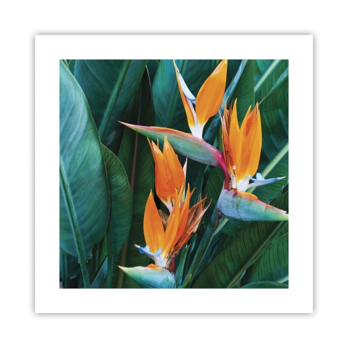 Plakat - Er det en blomst eller er det en fugl? - 40x40 cm