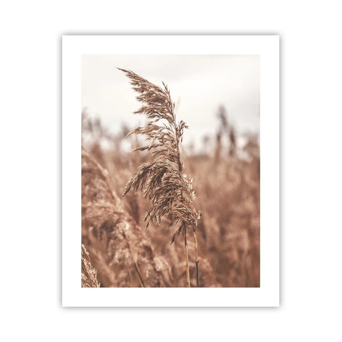 Plakat - Efteråret er allerede på markerne - 40x50 cm