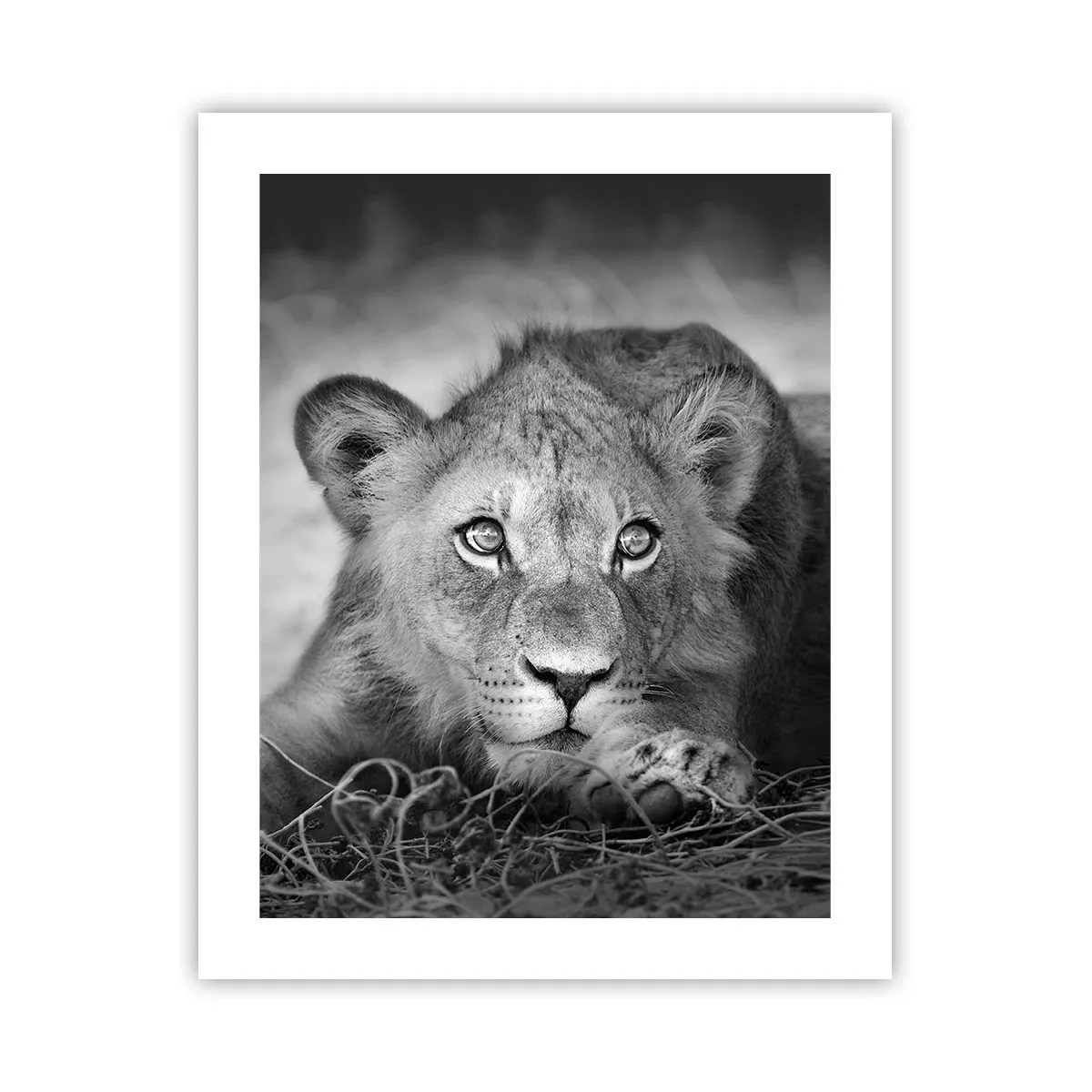 Plakat - Kongelig hvalp - 40x50 cm