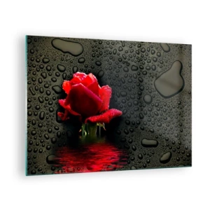 Billede på glas - Rød rose med vanddråber på en mørk baggrund - 70x50cm - Rød og sort - Moderne vægdekoration til stue og soveværelse ARTTOR