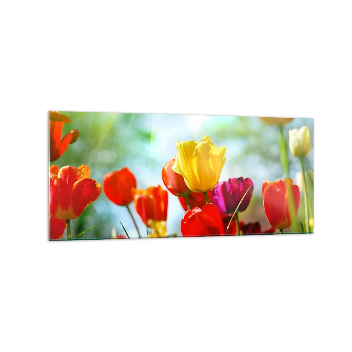 Billede på glas - Alle solens farver - 120x50 cm