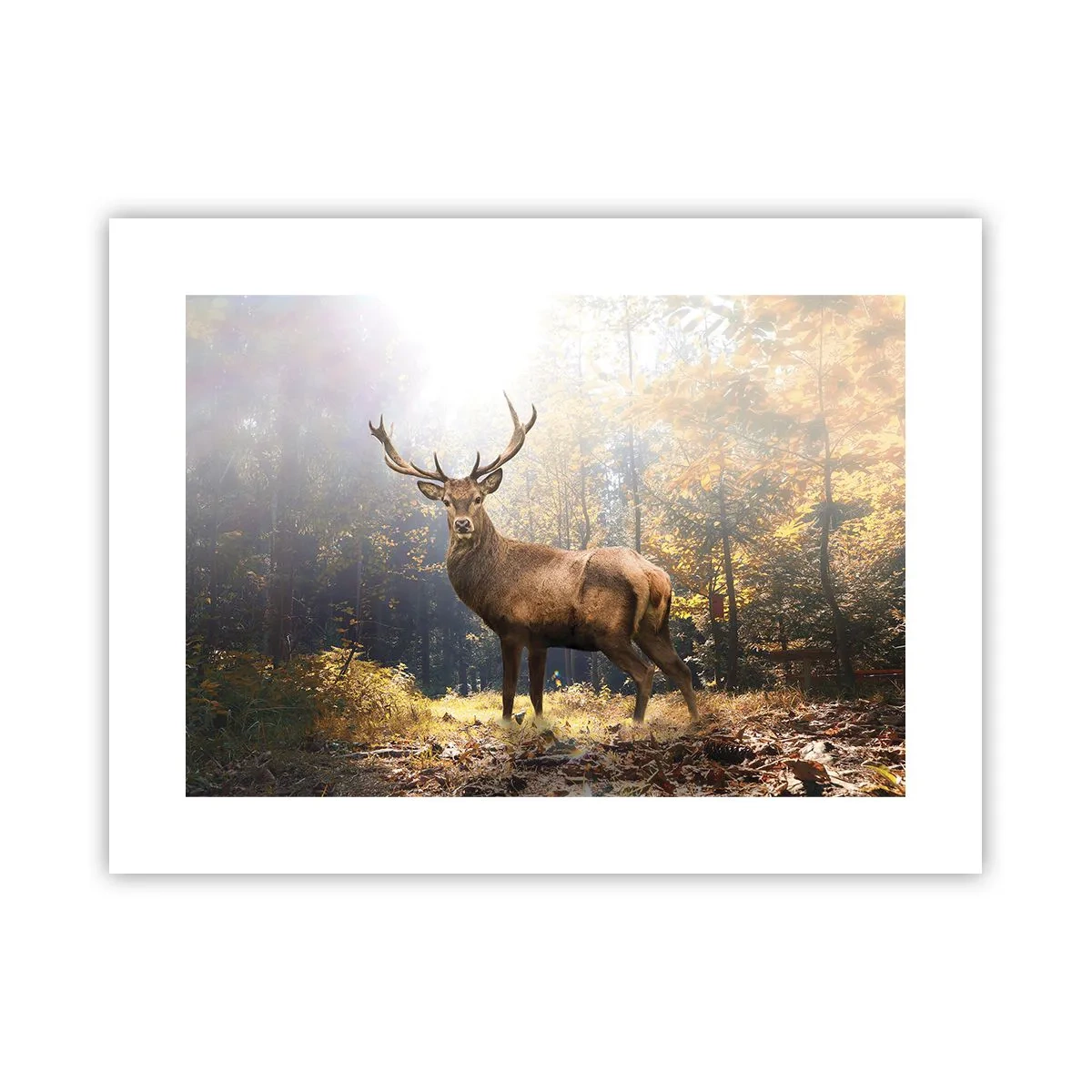 Plakat - I fuld majestæt - 40x30 cm