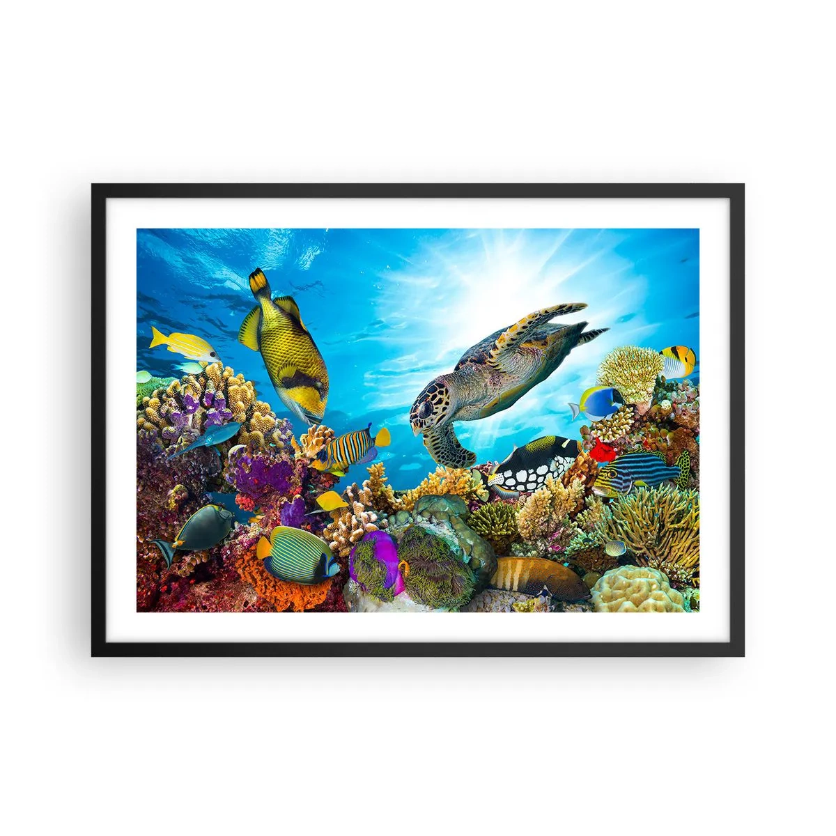 Plakat i sort ramme - Koralpromenade - 70x50 cm