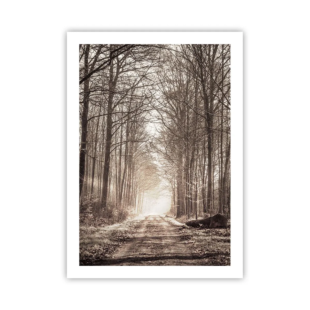 Plakat - Skovkatedralen - 50x70 cm
