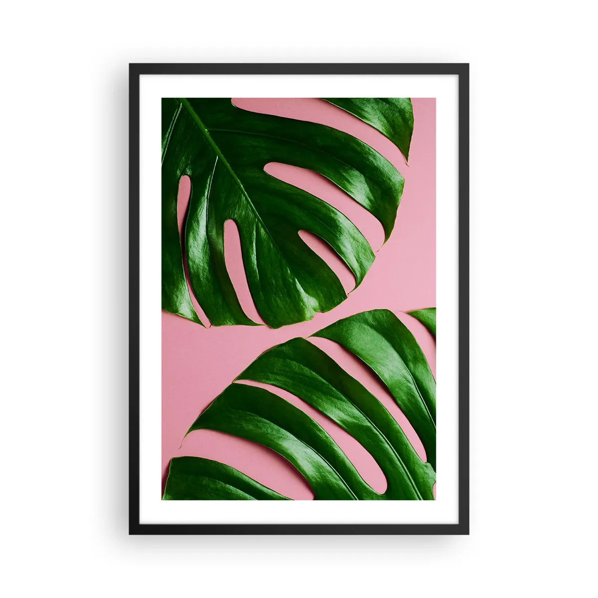 Plakat i sort ramme - Monsterablade på en lyserød baggrund i minimalistisk stil - 50x70cm - Grønt rendez-vous - Moderne vægdekoration til stue og soveværelse ARTTOR