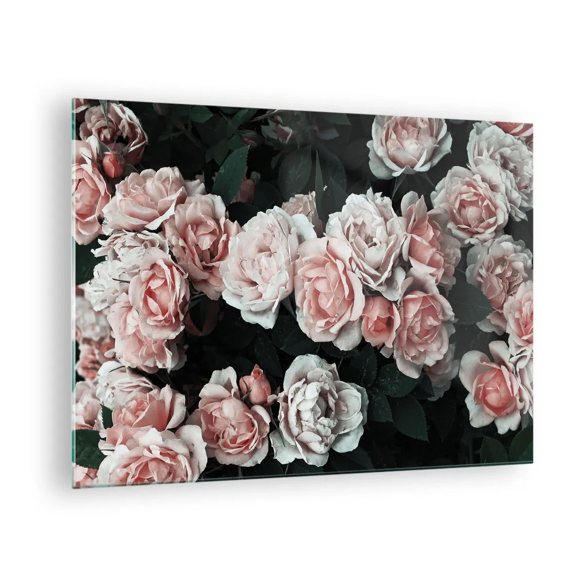 Billede på glas - Nærbillede af en buket lyserøde roser på en mørk baggrund - 70x50cm - Lyserød ansamble - Moderne vægdekoration til stue og soveværelse ARTTOR