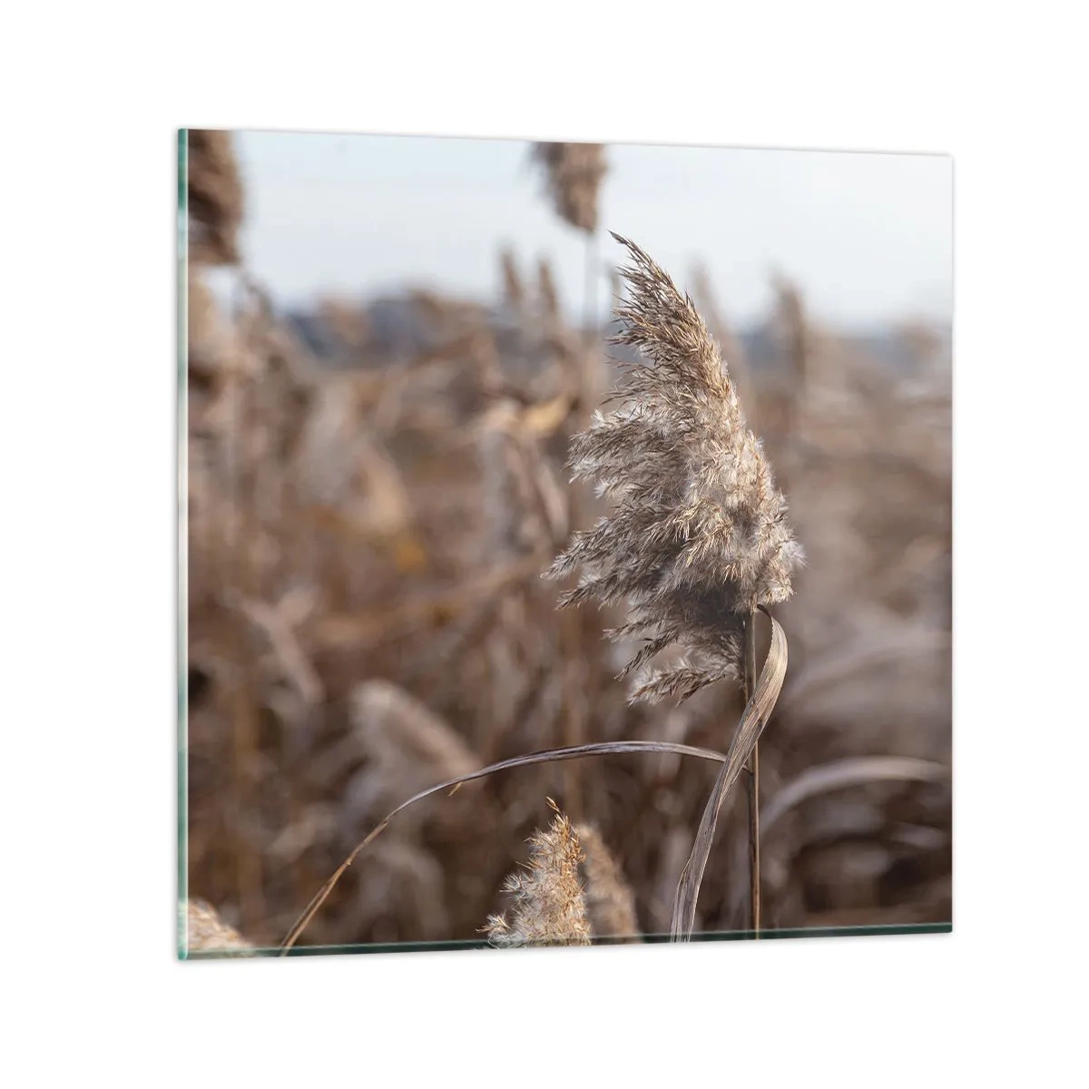Billede på glas - Tid til at flyve væk med vinden - 70x70 cm