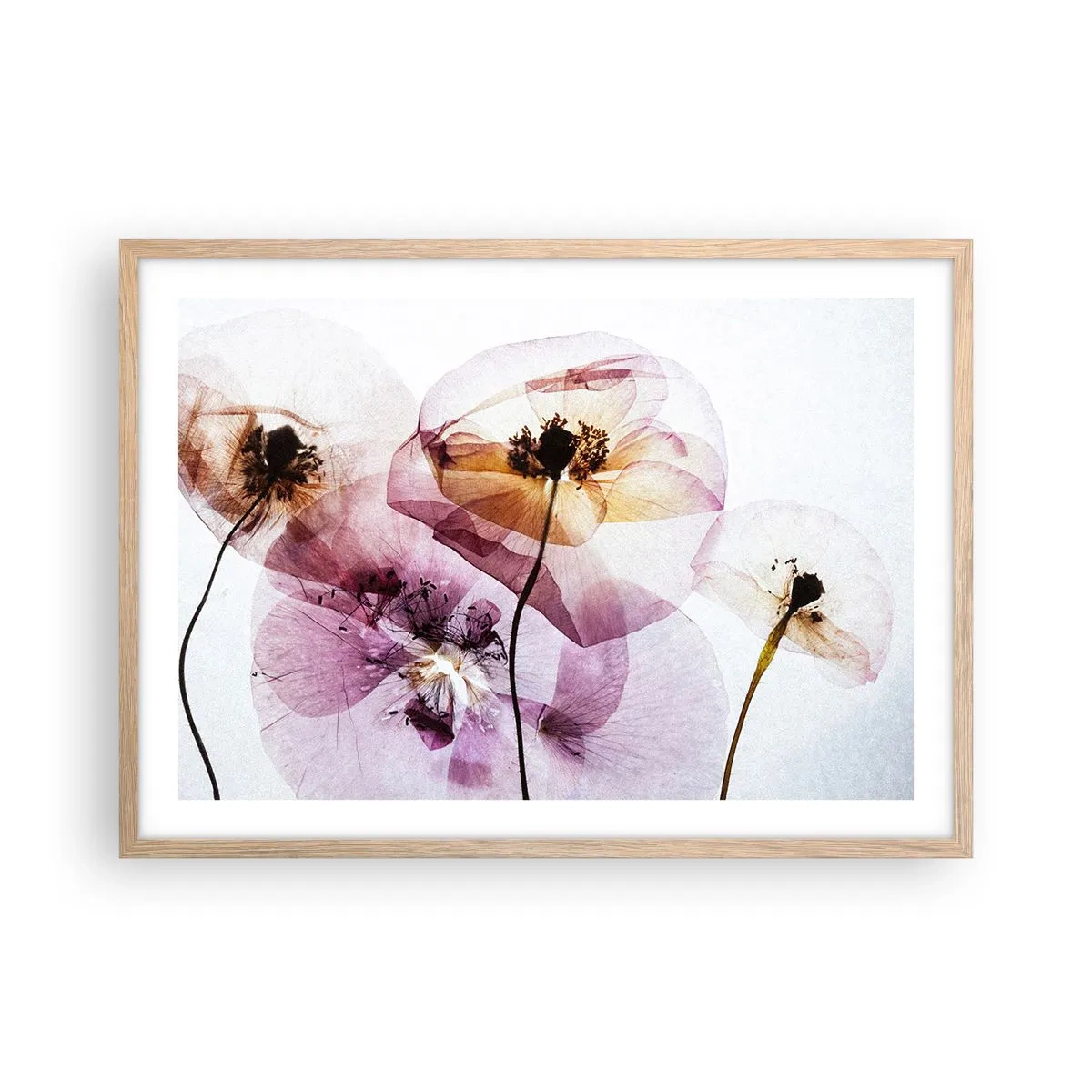 Plakat i ramme af lyst egetræ - Blomsterlegeme dias - 70x50 cm
