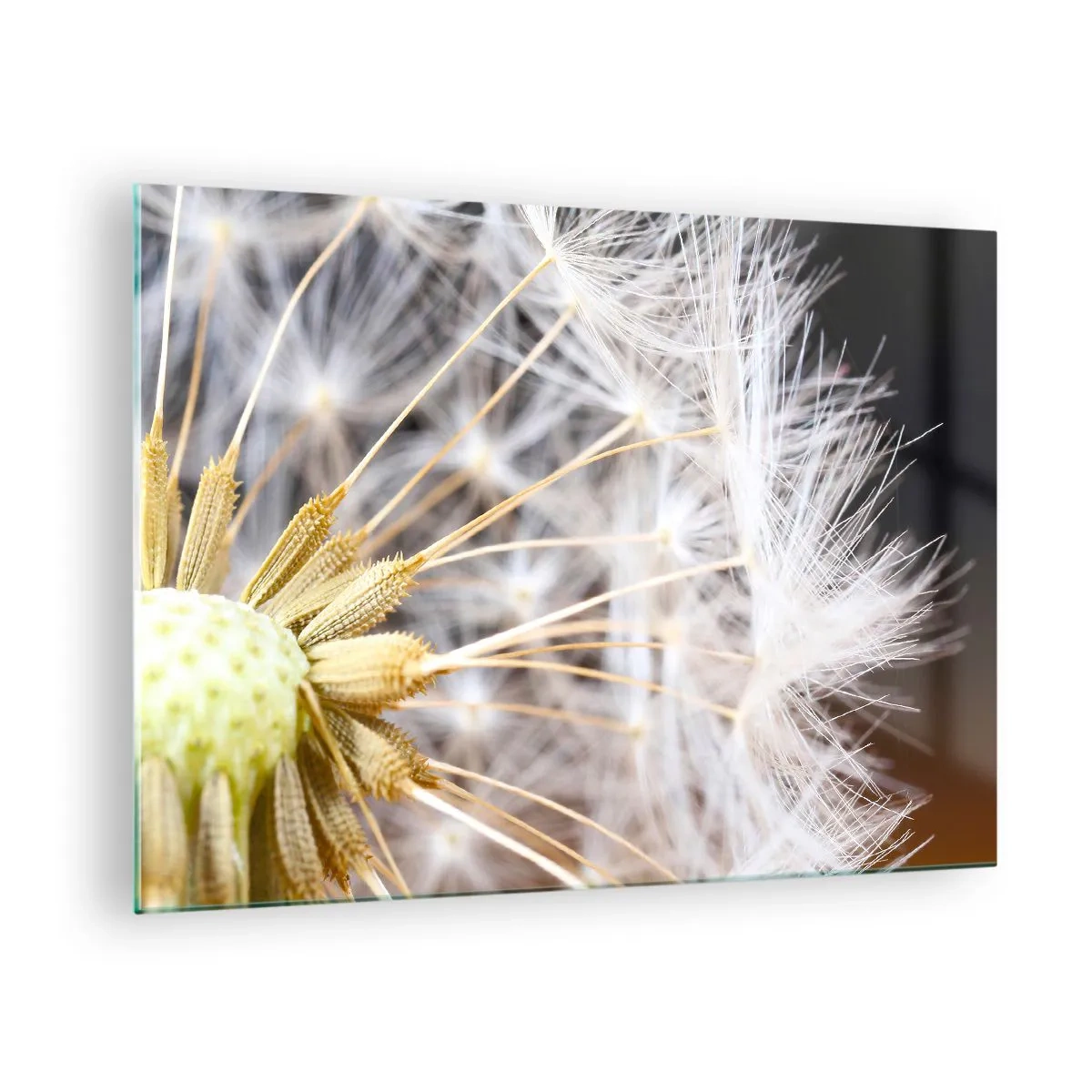 Billede på glas - Nærbillede af en mælkebøtte med fine frø - 70x50cm - Lige før afrejse - Moderne vægdekoration til stue og soveværelse ARTTOR