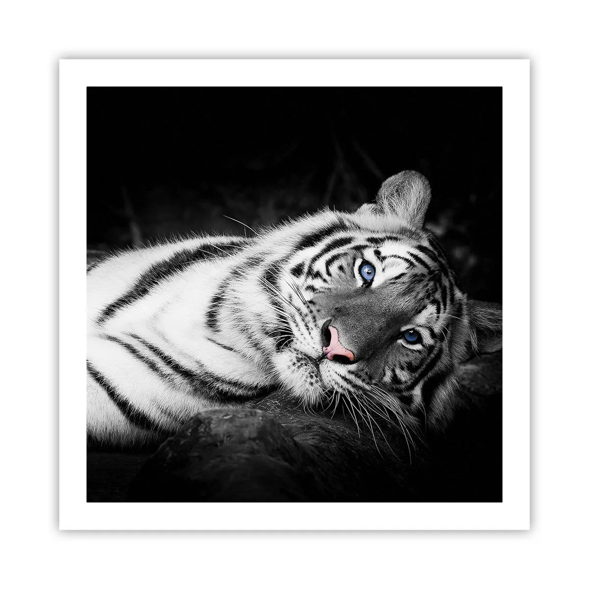 Plakat - Vildskab og fred - 60x60 cm