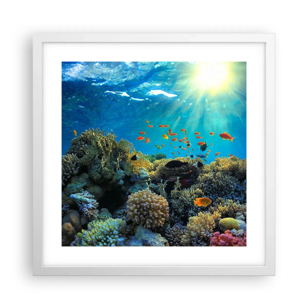 Plakat i hvid ramme - Undervandsskatte - 40x40 cm