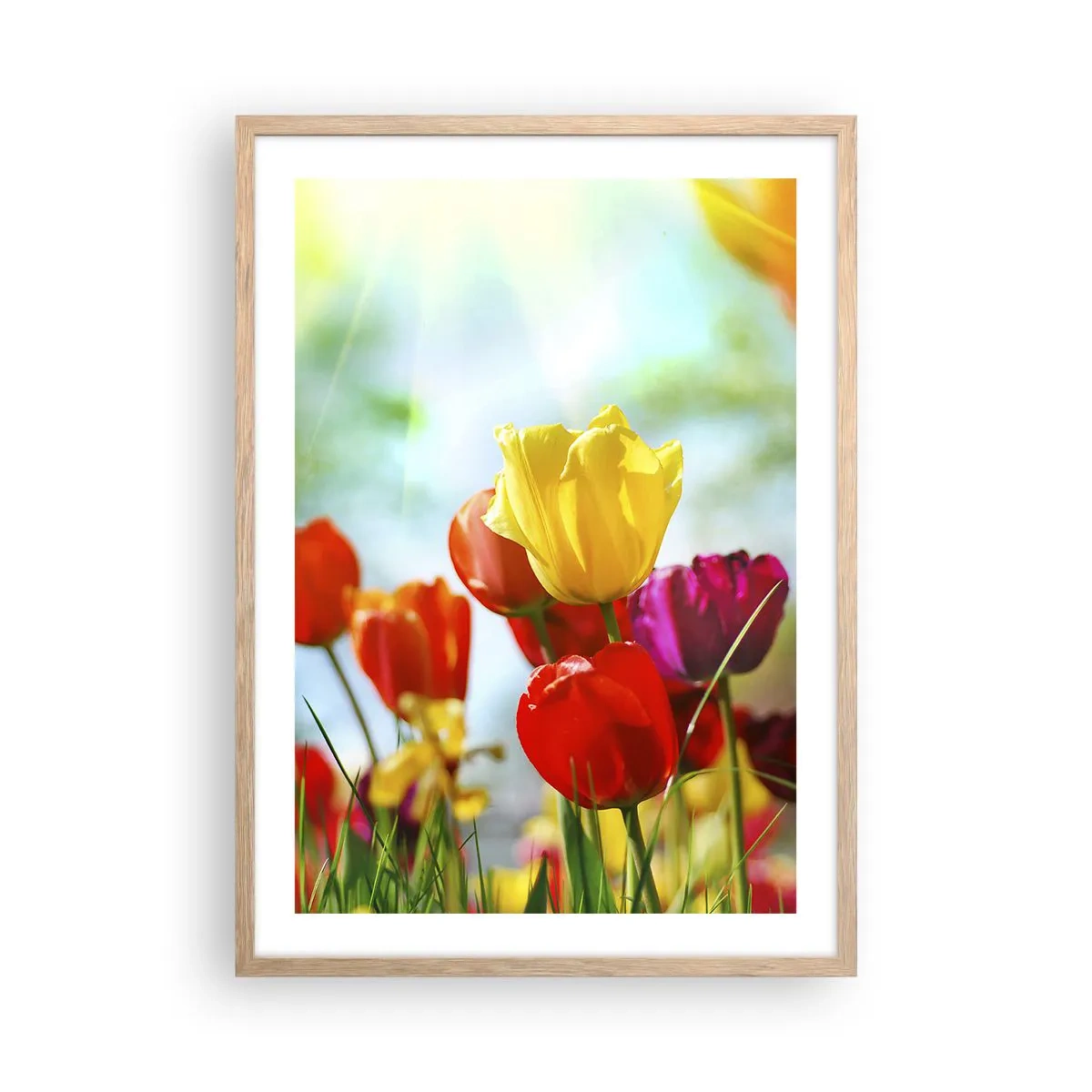 Plakat i ramme af lyst egetræ - Alle solens farver - 50x70 cm