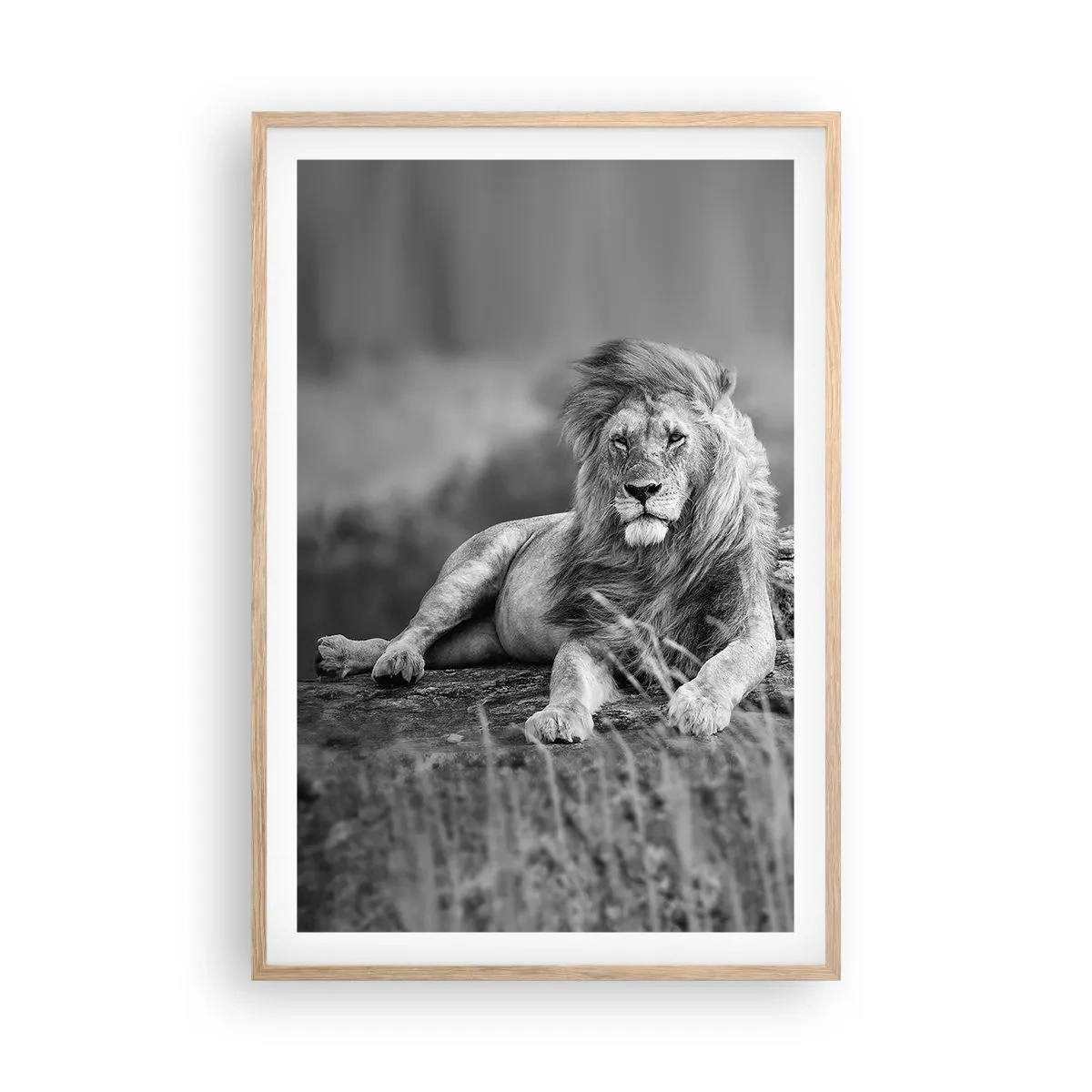 Plakat i ramme af lyst egetræ - Kongelig siesta - 61x91 cm