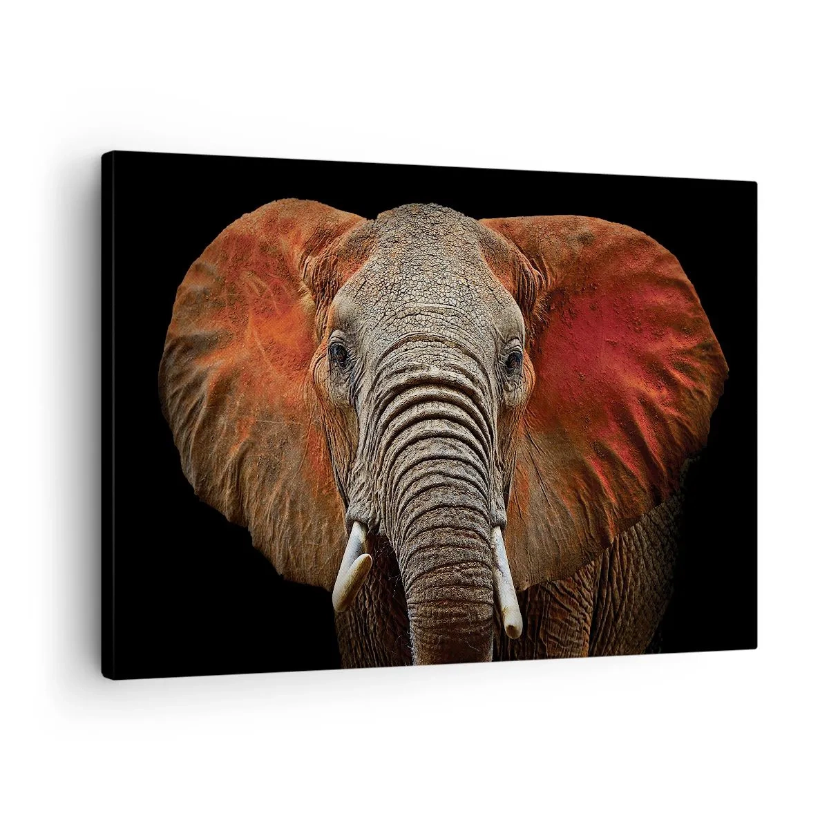 Lærredstryk - Billede på lærred - Portræt af en elefant på en sort baggrund - 70x50cm - Jeg er vild, er du? - Moderne vægdekoration til stue og soveværelse ARTTOR