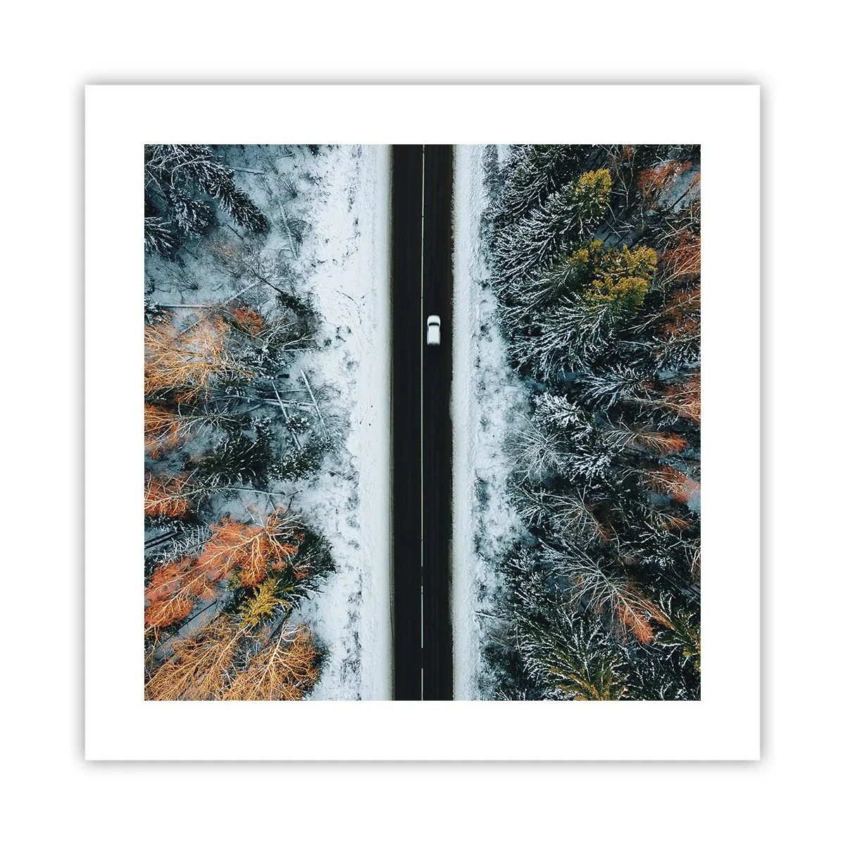 Plakat - Skær gennem vinterskoven - 40x40 cm