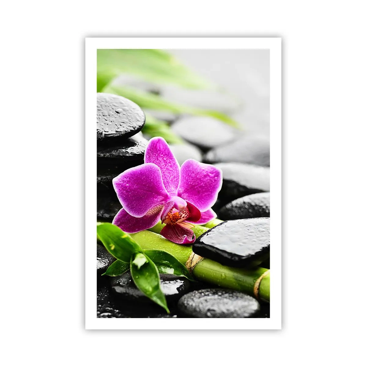 Plakat - I en fredelig balance - 61x91 cm