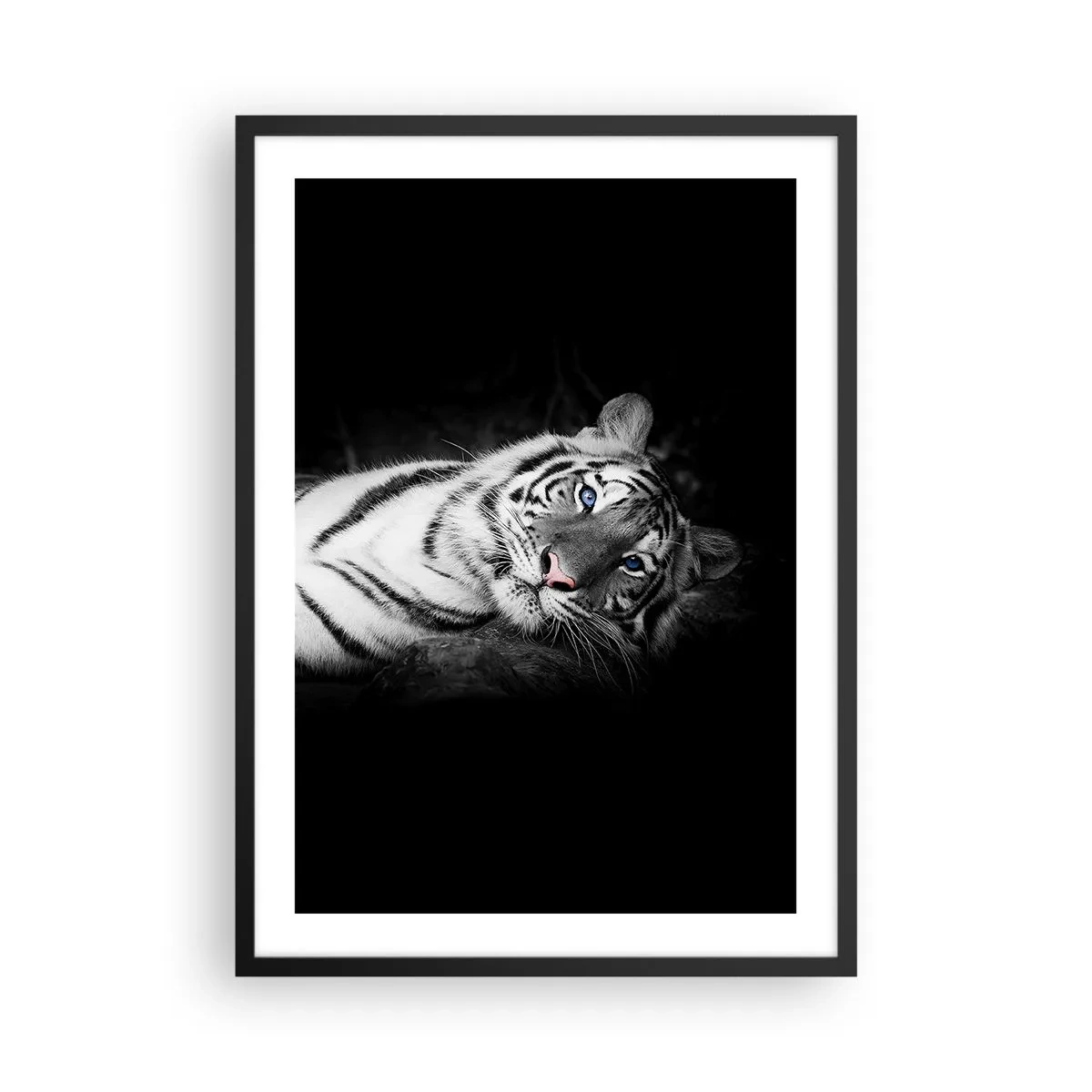 Plakat i sort ramme - En hvid tiger i et kontrasterende billede mod en sort baggrund - 50x70cm - Vildskab og fred - Moderne vægdekoration til stue og soveværelse ARTTOR