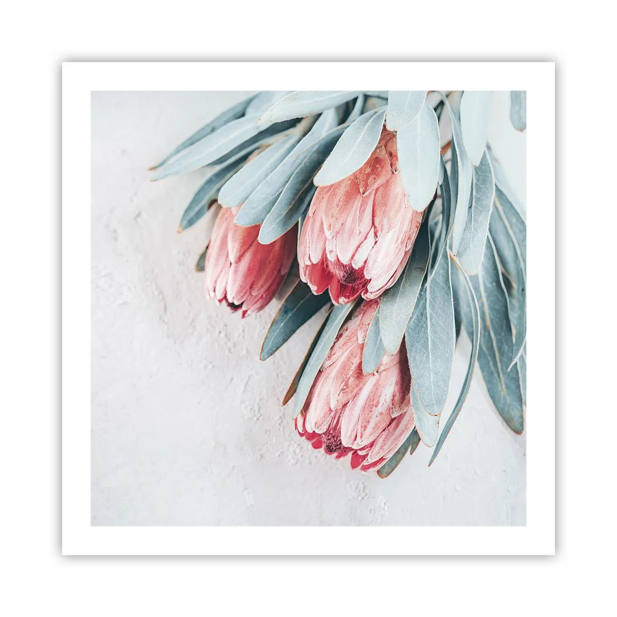 Plakat - Skammer sig over deres egen skønhed - 60x60 cm